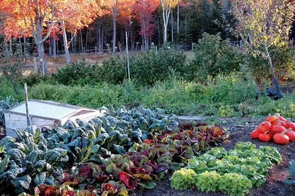 Fall Gardening 101