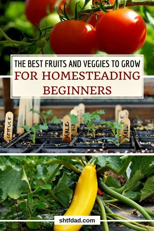 Learn how to grow a few basic fruits and vegetables for your family. We listed the easiest ones you can grow. Be prepared with food from your own garden. #survival #gardening #homesteading #shtf #shtfdad 