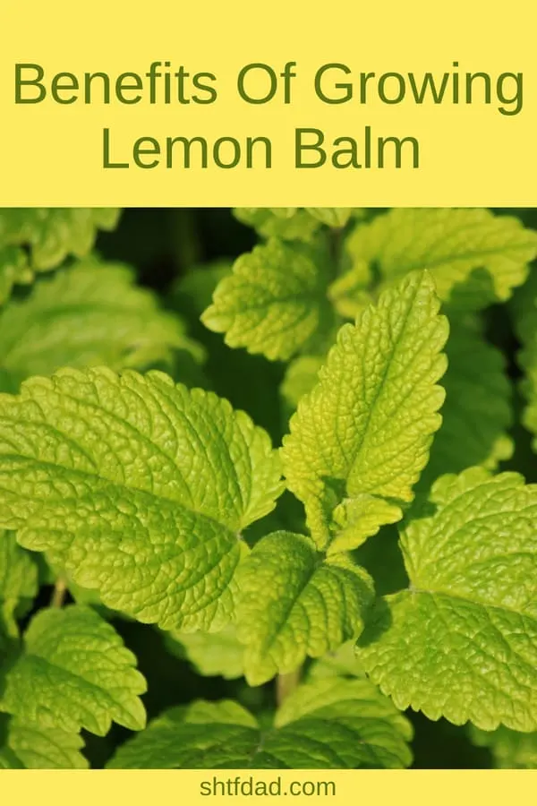 Lemon balm benefits