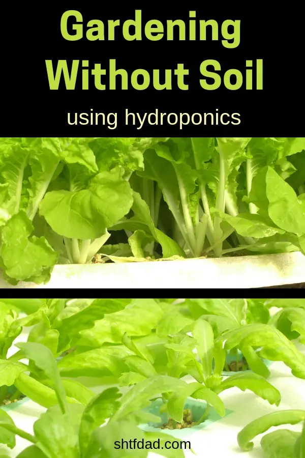 Gardening without soil (also known as hydroponics) is something all preppers need to learn. Learning how to grow food indoors could keep your family well fed in times of uncertainty. Learn the basics of soilless gardening here. #hydroponics #soillessgardening #indoorgardening #shtfdad #prepping #survival #preparedness