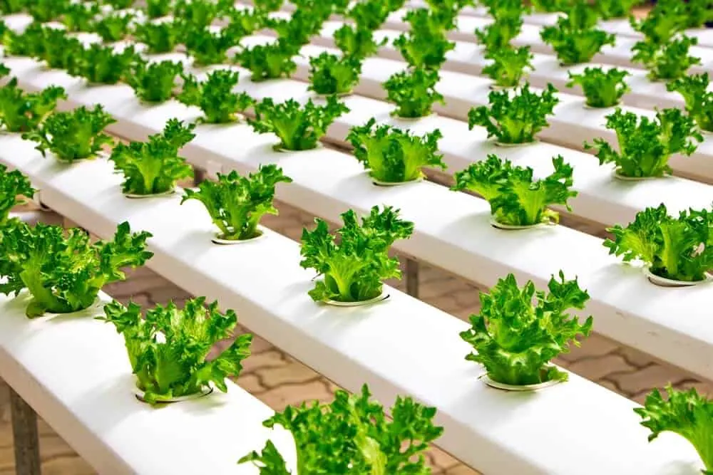 Gardening Without Soil Using Hydroponics - A Complete Guide 1 Soilless Homestead Gardening Using Hydroponics