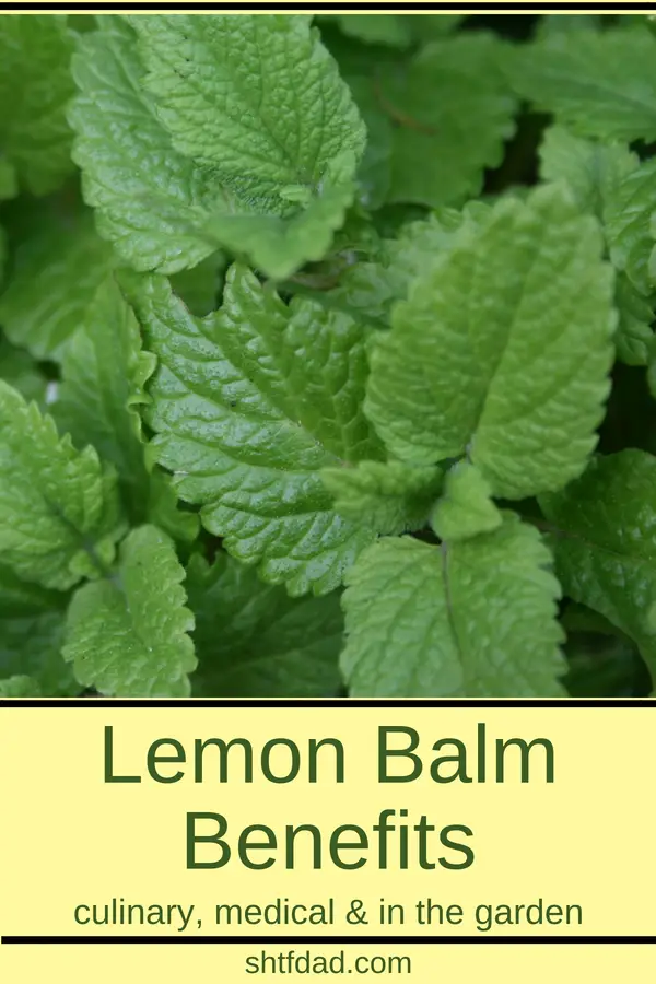 Learn about the many lemon balm benefits. Use it to make teas for better sleep and to keep stress and anxiety at bay. Make a salve to use as a natural remedy for cold sores. Use it in the kitchen to flavor salads and drinks, and you can even use it in the garden as an insecticide. One of the more versatile herbs. 