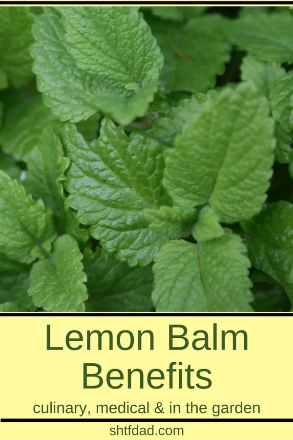 Learn about the many lemon balm benefits. Use it to make teas for better sleep and to keep stress and anxiety at bay. Make a salve to use as a natural remedy for cold sores. Use it in the kitchen to flavor salads and drinks, and you can even use it in the garden as an insecticide. One of the more versatile herbs. 