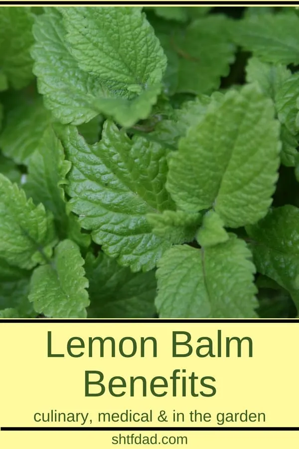 A Beginner's Guide To Lemon Balm Benefits and Growing Tips 5 Learn about the many lemon balm benefits. Use it to make teas for better sleep and to keep stress and anxiety at bay. Make a salve to use as a natural remedy for cold sores. Use it in the kitchen to flavor salads and drinks, and you can even use it in the garden as an insecticide. One of the more versatile herbs.