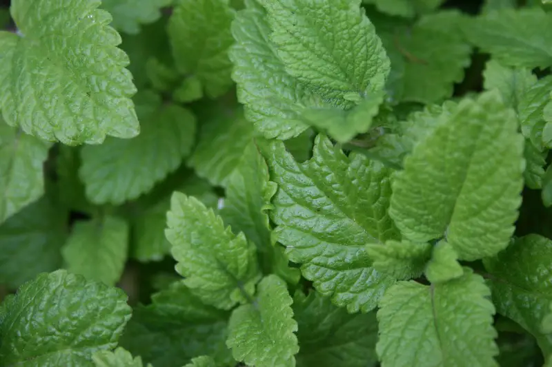 Lemon balm plant