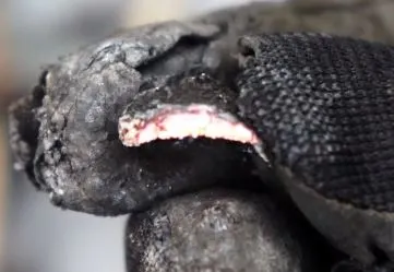 Charred Acorn Shell - What Else Can You Turn Into Char? Beyond Char Cloth Experiment - When it comes to charring materials into tinder, cotton, wool and punk wood work really well but may not be available; so what else can you turn into char?