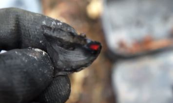 Charred Chestnut Husk - What Else Can You Turn Into Char? Beyond Char Cloth Experiment - When it comes to charring materials into tinder, cotton, wool and punk wood work really well but may not be available; so what else can you turn into char?