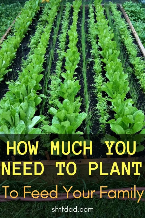 How Much You Need To Plant To Feed Your Family - This chart gives you a good idea of how much you need to plant to feed your family for each plant and seed you will need.