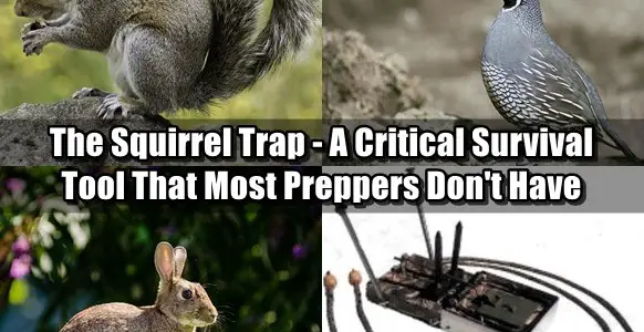The Squirrel Trap - A Critical Survival Tool That Most Preppers Don't Have