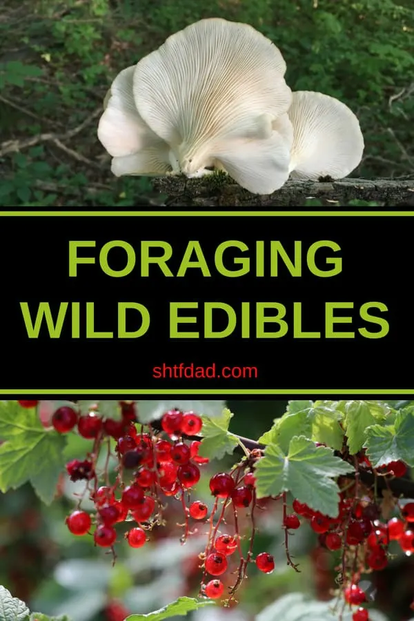 Foraging wild edibles is a must know skill for all. Learn all about the proper way to forage for food to stay safe. Mushrooms, flowers, nuts, seeds and more can be found in many places. #foraging #wildedibles #forageforfood #shtf #shtfdad #preparedness #survival