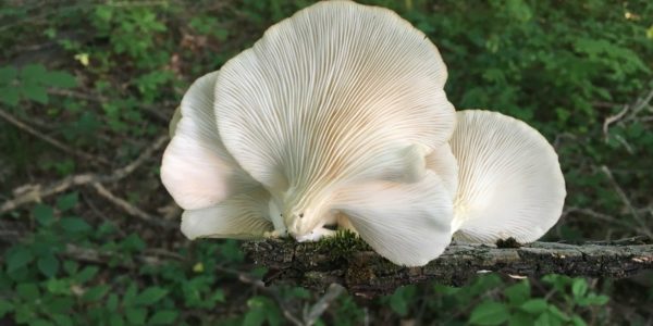Oyster mushrooms in the wild