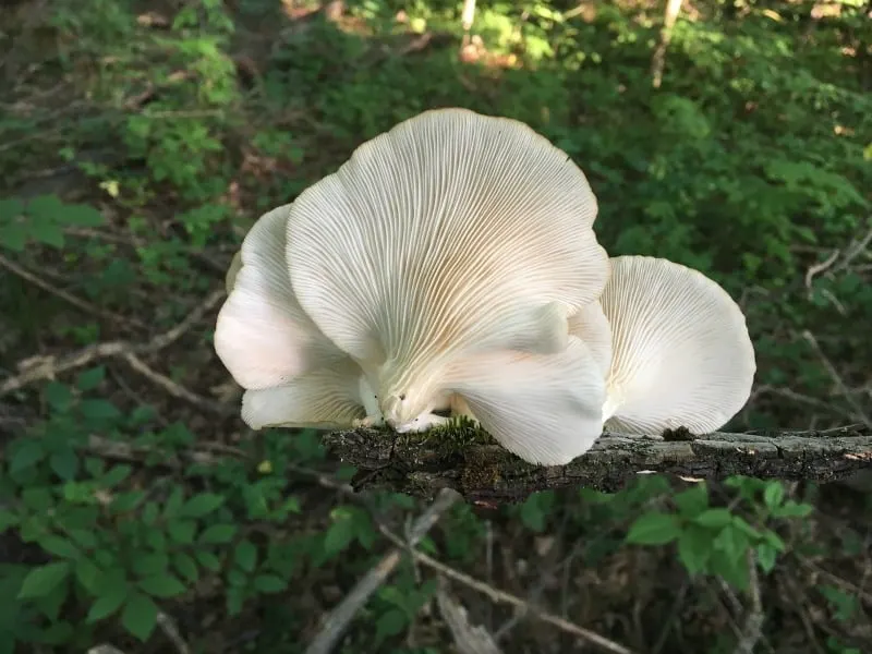 Oyster mushrooms in the wild