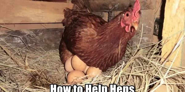 How to Help Hens Lay a Lot More Eggs