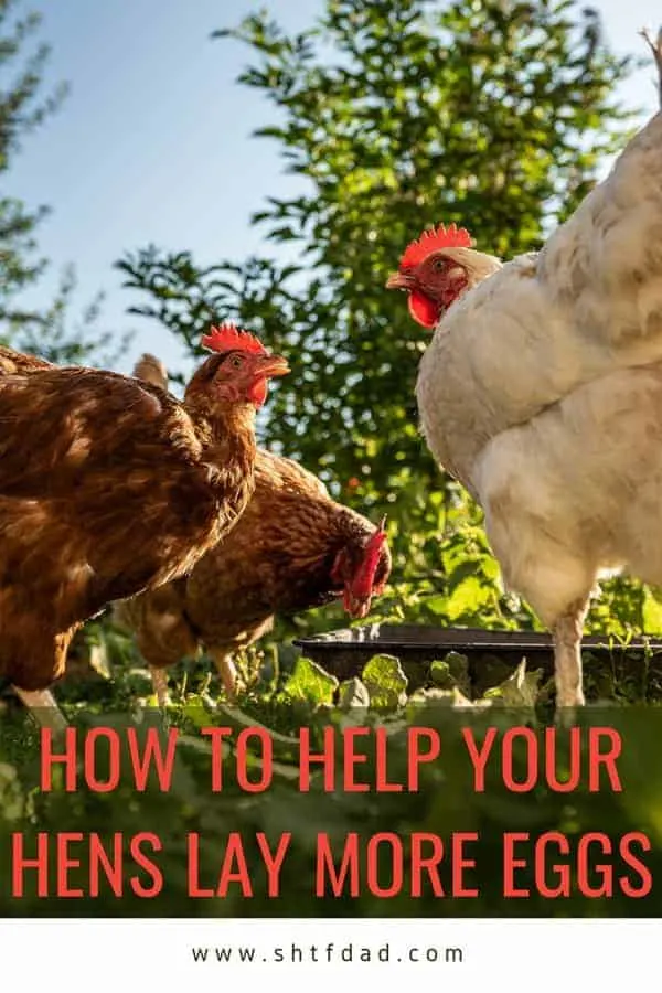 How to Help Your Hens Lay More Eggs - To help your hens lay more eggs there are various factors that affect production such as age, health and surroundings that should be considered.