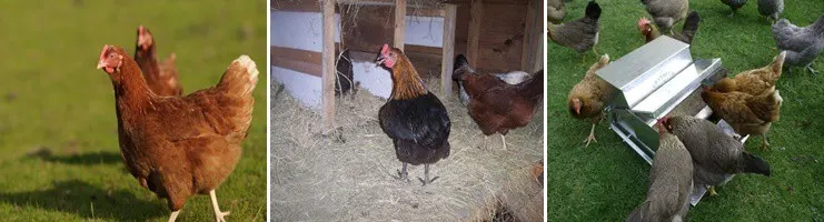 Discover How to Make Chickens Lay More Eggs In 6 Simple Ways 9 How to Help Your Hens Lay More Eggs - To help your hens lay more eggs there are various factors that affect production such as age, health and surroundings that should be considered.