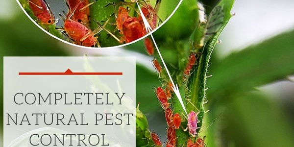 Completely Natural Pest Control Methods For Your Garden - Beetles, aphids, caterpillars and a whole host of baddies descend into your garden and they are not taking any prisoners today. They are set on plundering and looting everything they see till there is nothing more left to destroy. How can we get rid of them?