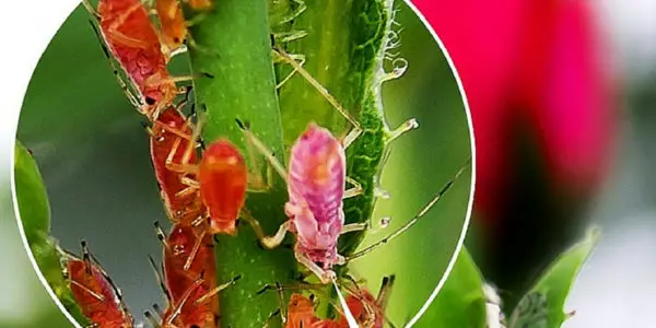 Plant attacked by garden pests