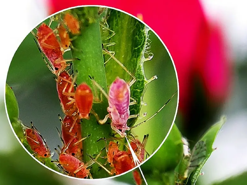 Plant attacked by garden pests