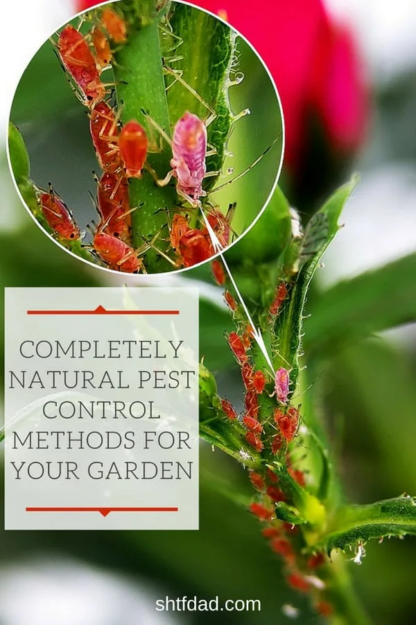 Are you looking for natural garden pest control methods? Here are a few suggestions for keeping pests away naturally. #organicgardening #gardening #gardenpests #beneficialinsects 
