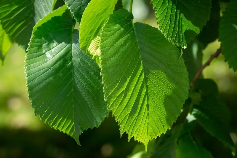 Elm tree leaves