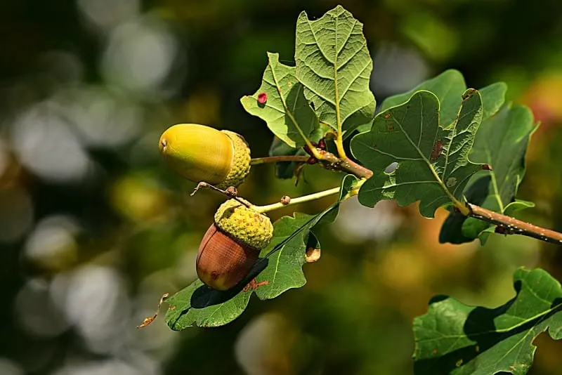 Oak tree branch with acorns