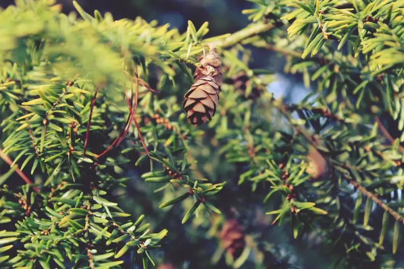 Softwood trees branches