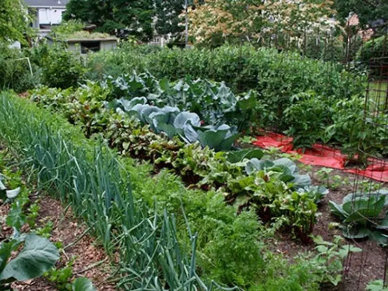 Lush vegetable garden