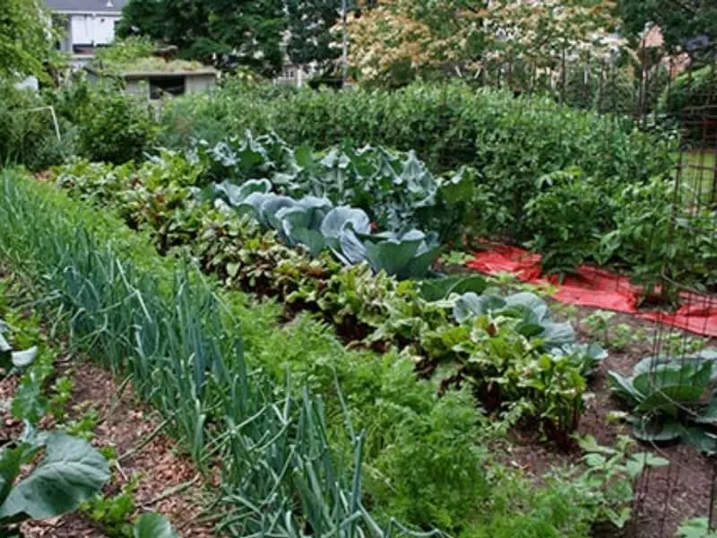 How Many Pea Plants Per Person? A Garden Tip For Beginners 1 Lush vegetable garden