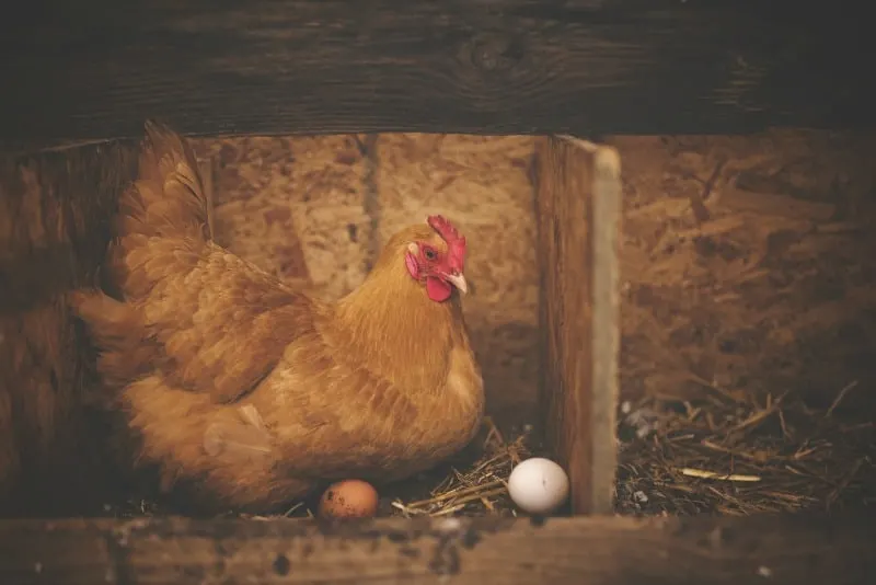 Chicken laying egg