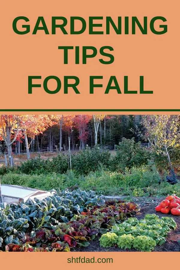 Extend your garden into the fall with these gardening tips for fall. Learn which veggies grow well in the cooler weather, and how to care for them. Get ideas for autumn gardening in raised beds or pots and enjoy fresh vegetables into the cold months. #gardening #fallgarden #shtf #shtfdad #organic #gardener #food #gardeningtips 