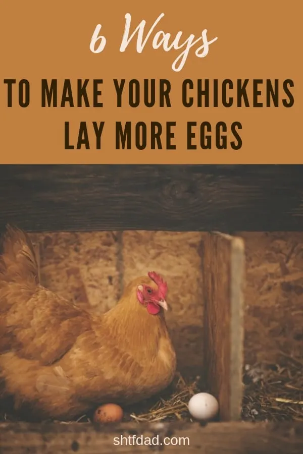 Increase egg production with these 6 easy tips. By making some small changes to your flock’s care, you make your chickens lay more eggs that your family can enjoy. #chickens #layingeggs #organiceggs #freerangeeggs ##chickenfarmin #fresheggs #moreeggs #shtfdad #backyardchickenfarming