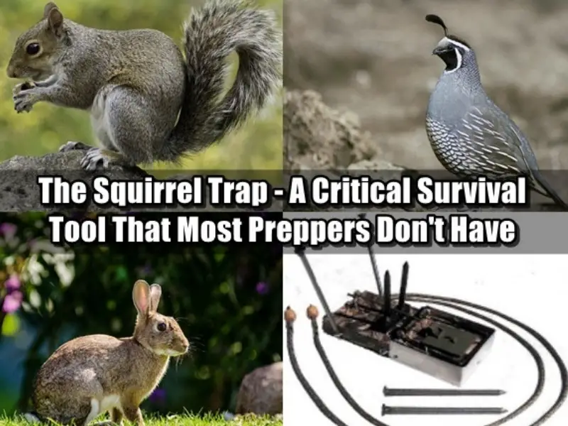 Small animals that can be caught with squirrel traps - the snap trap is one of the best squirrel traps for preppers and is a critical survival tool that few have in their bug out bags but absolutely should!