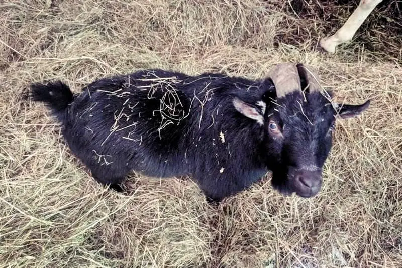 Black goat on a suburban homestead