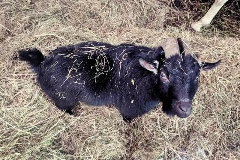 Raising Goats On The Homestead - Tips For Suburban Preppers 1 Black goat on a suburban homestead