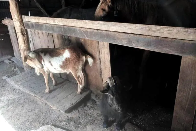 Pigmy goat and his friend, a wether