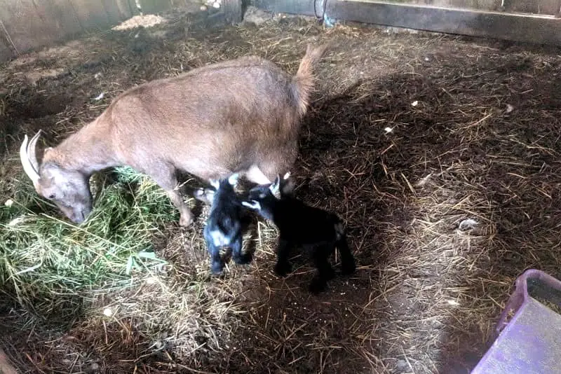 Goats On The Homestead - Tips For Suburban Preppers - SHTF DAD