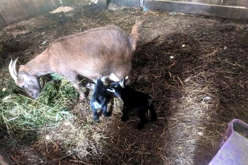 Mama goat feeding her kids