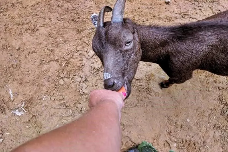 Friendly goat