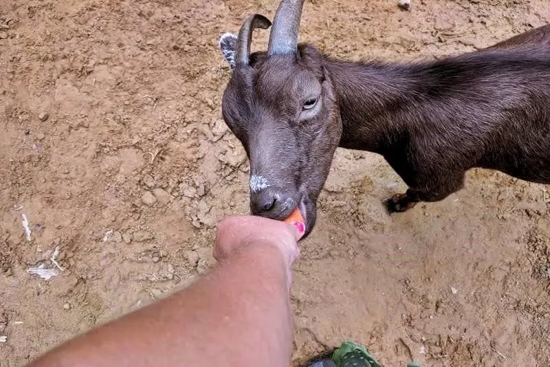 Raising Goats On The Homestead - Tips For Suburban Preppers 4 Friendly goat