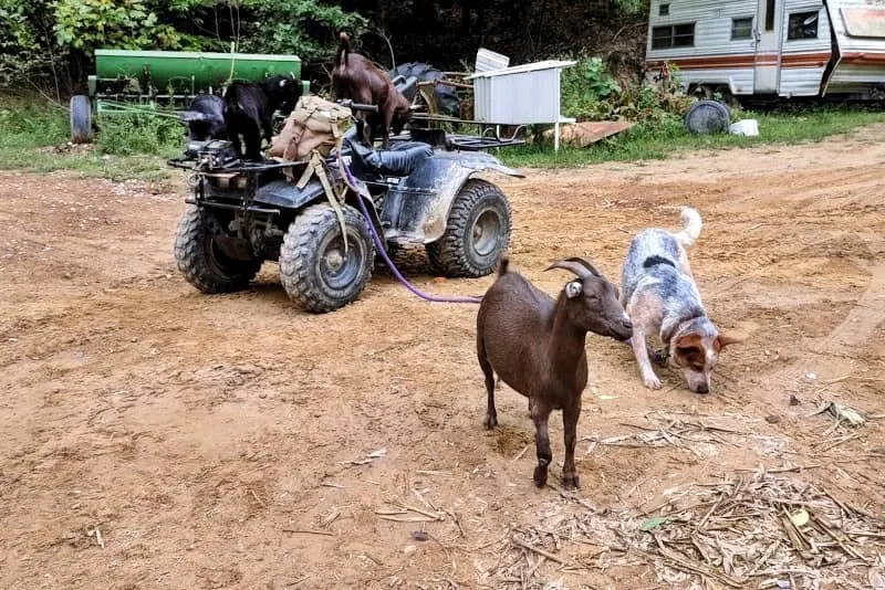 Goats and Suburban Homesteading - A Perfect Combination