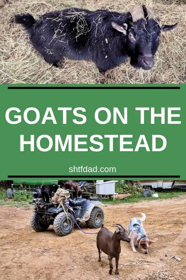 You need goats on the homestead. They're great 