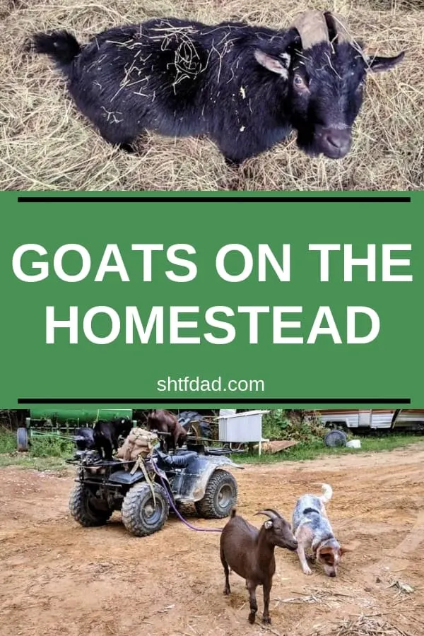 Raising Goats On The Homestead - Tips For Suburban Preppers 7 You need goats on the homestead. They're great