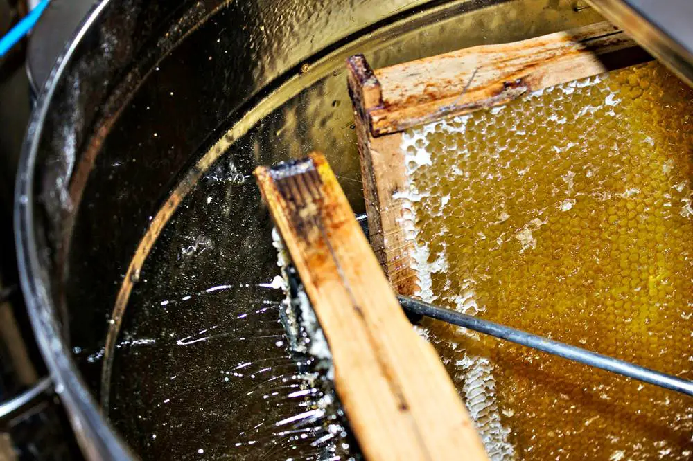 Harvesting honey - How To Start Beekeeping For Beginners - Want to keep bees on your homestead? Here's how to start beekeeping for beginners: all you need to know to be successful keeping bees.