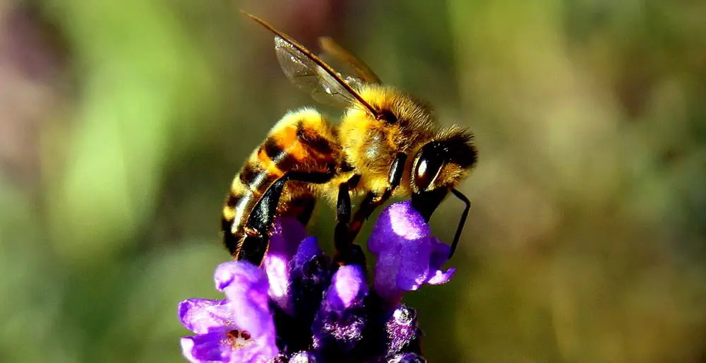 Bee at work on a lavender flower - How To Start Beekeeping For Beginners - Want to keep bees on your homestead? Here's how to start beekeeping for beginners: all you need to know to be successful keeping bees.