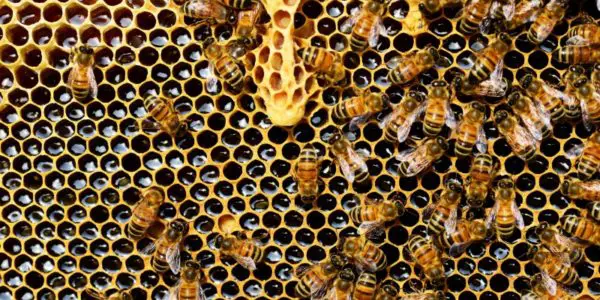 Apis mellifera bee beehive