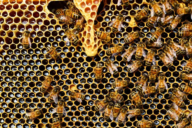 How To Start Beekeeping For Beginners - Want to keep bees on your homestead? Here's how to start beekeeping for beginners: all you need to know to be successful keeping bees.