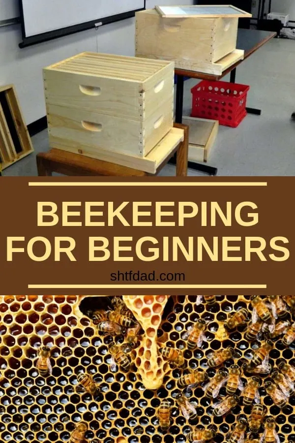 Adding bees to your backyard is a very smart idea: bees will pollinate your garden, make honey for your family and you'll help the environment by giving bees a safe place to be. Here's how to start beekeeping for beginners! #beekeeping #bees #organicgardening #beekeepingforbeginners #beehives #homesteading #gardening #honey #shtfdad