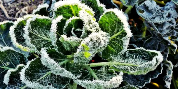 Winter Garden Plant with Frost Image - Preparing Your Garden For Winter