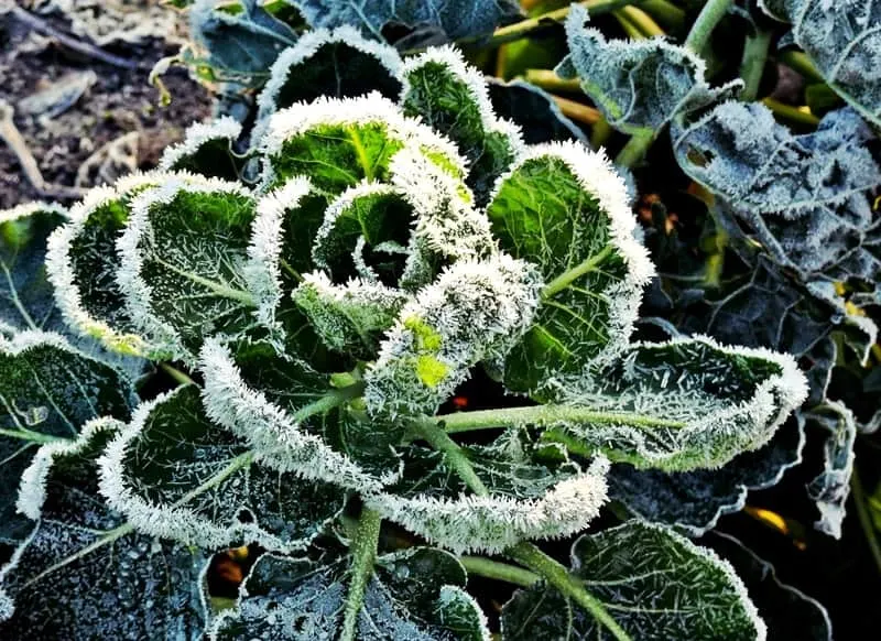 Winter Garden Plant with Frost Image - Preparing Your Garden For Winter