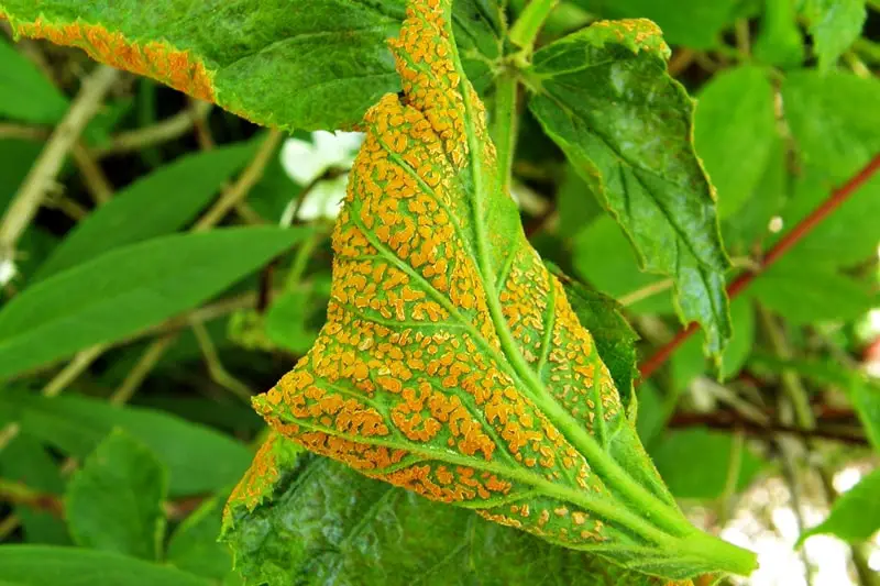 Identify Pests, Fungi & Disease - Preparing Your Garden For Winter